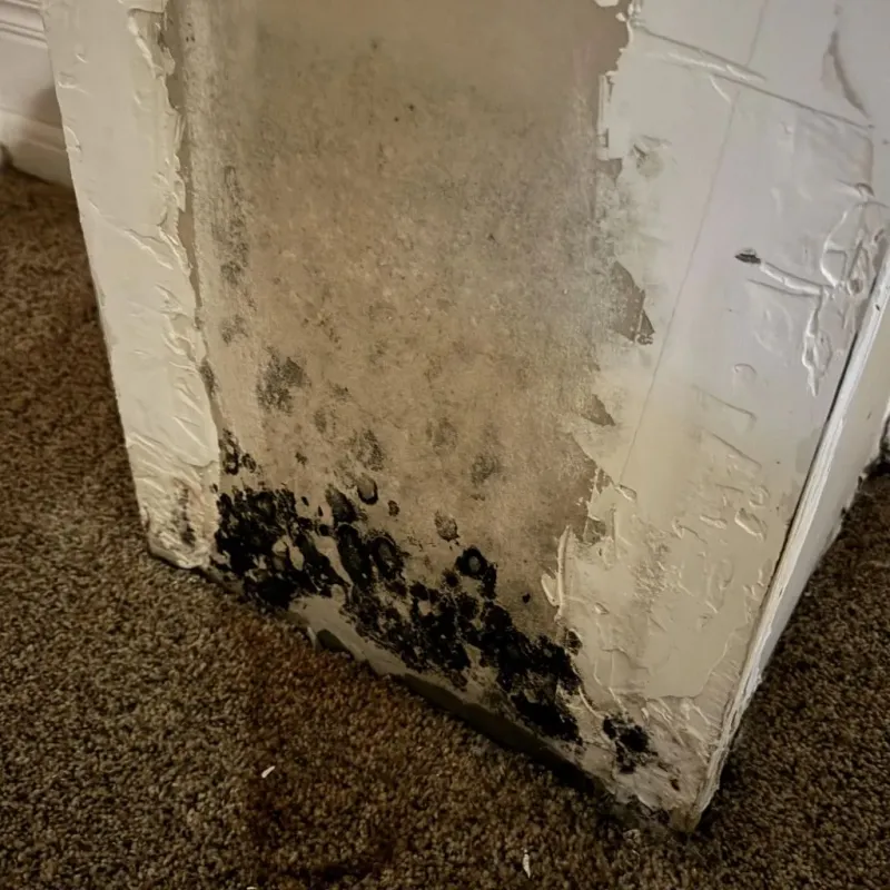 Professional Mold Removal in Bonham, TX